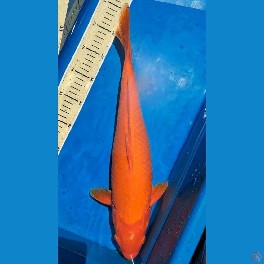 Karashi 44cm
