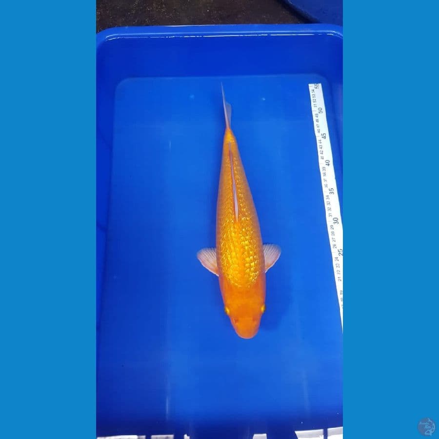 Karasi Mata merah fuull ginrin 40cm kwalitas SQ