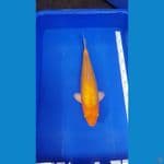 Karasi Mata merah fuull ginrin 40cm kwalitas SQ