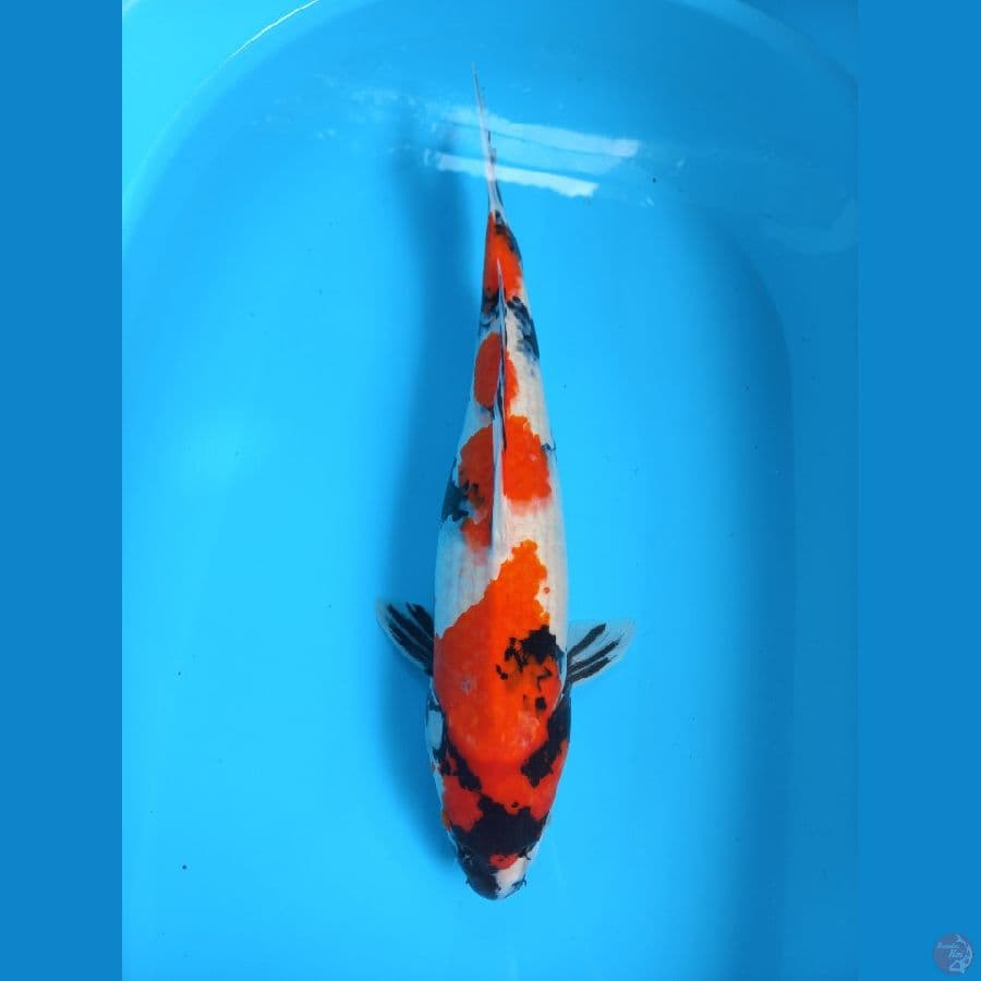 SHOWA 50CM