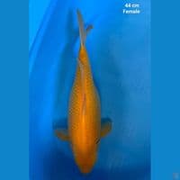 Karasi Jagung 44 cm
