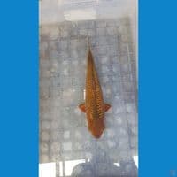 karamel kadogin 30cm male baby face ready show 