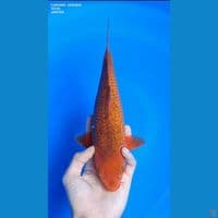 CARAMEL NONGINRIN