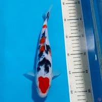 Sanke 25 cm 