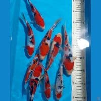 SANKE 14-19 CM PROSPECK 9 EKOR