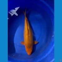 karamel gidnrin f45cm