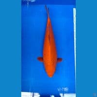 Red karasi fuull ring 42cm Male KWALITAS SQ 