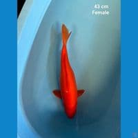Benigoi strong 43 cm