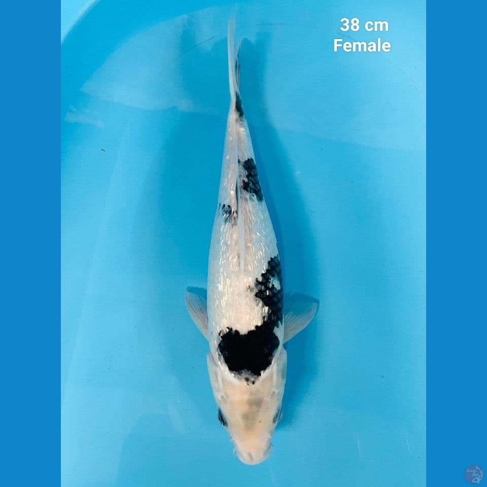 Shiro ginrin 38 cm