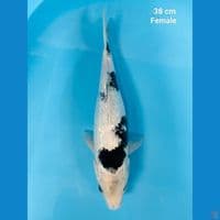 Shiro ginrin 38 cm
