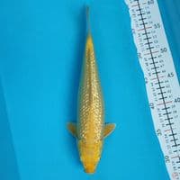 kharasi 30cm/M