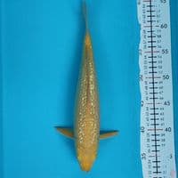 karashi ginrin 31cm/M
