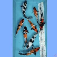mix sowa shiro 8 ekor sz 22-25cm