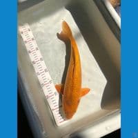 karamel jantan 30cm