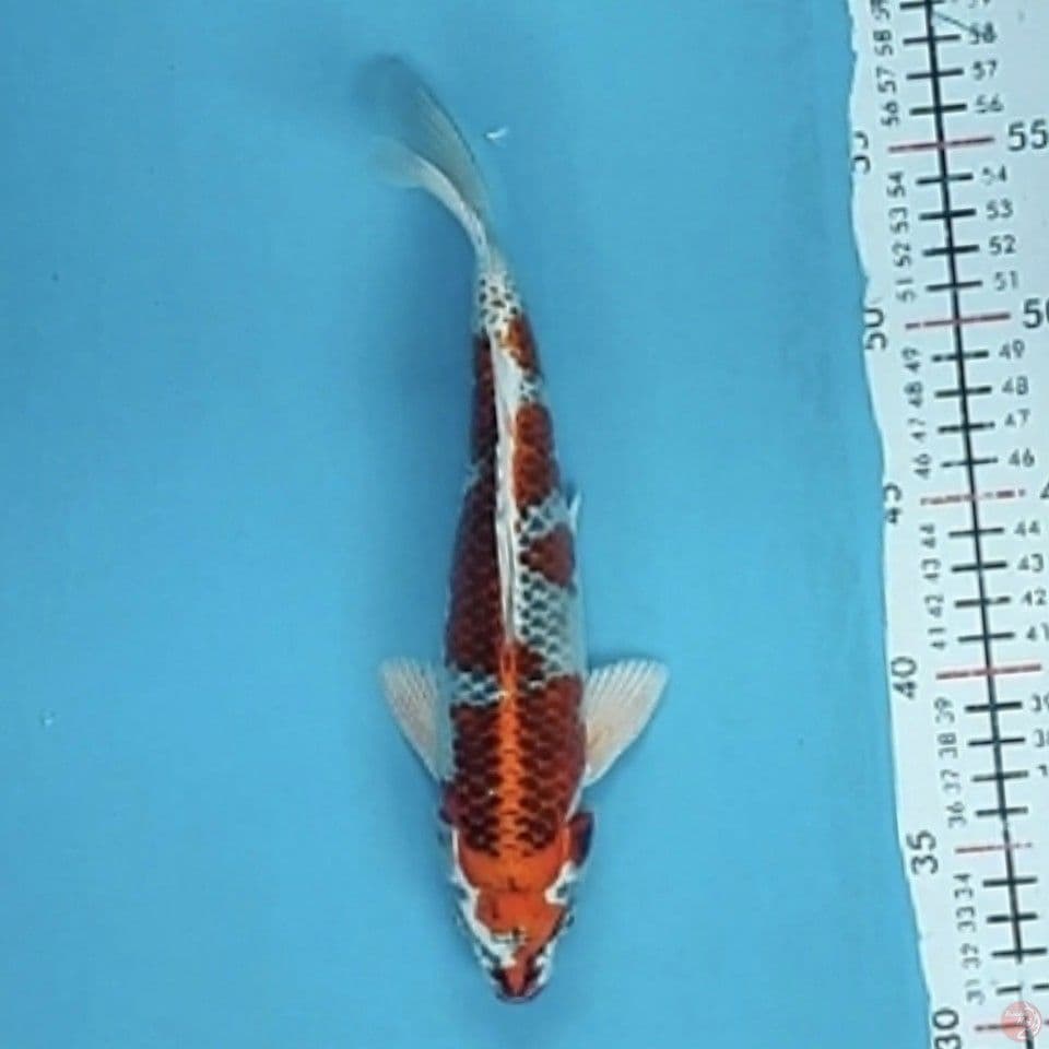 kojaku 25cm/M