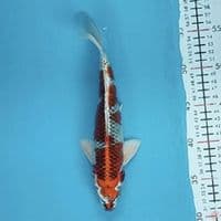 kojaku 25cm/M