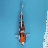 kujaku 22cm/M