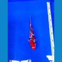 Doitsu shanke 26cm male Original 