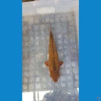 Kadogin 31cm male SQ