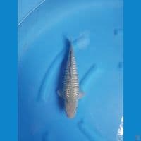 Suragoi fuull ginrin 32cm male SQ