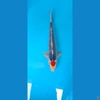 tanco ghosiki original 42cm male
