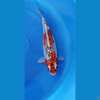 37cm benykikoryu