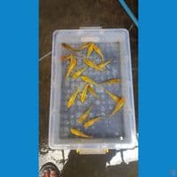 Paket 20 ekor 12-15cm mix polosan fuull ginrin calon show