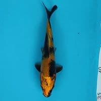 kinki utsuri 19cm