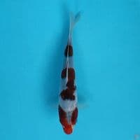 goromo 18cm