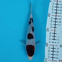 budogoromo 18cm