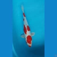 kikushui 36 cm