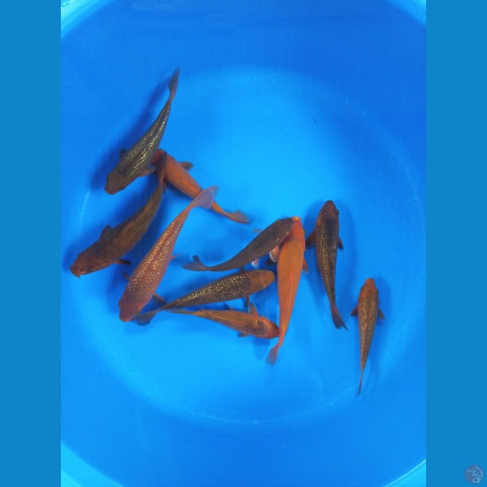 karamel 15-23cm