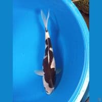 GOROMO 43CM