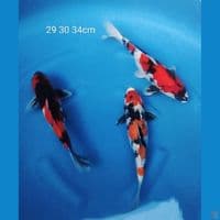SHOWA ORIGINAL 29 30 34CM 