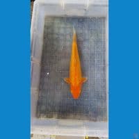 Red karasi fuull ginrin 33cm male KWALITAS HQ 