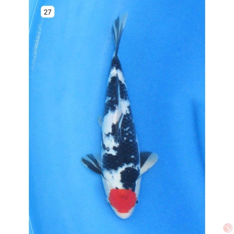 Tancho Showa - 27cm