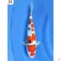 SANKE - 33CM