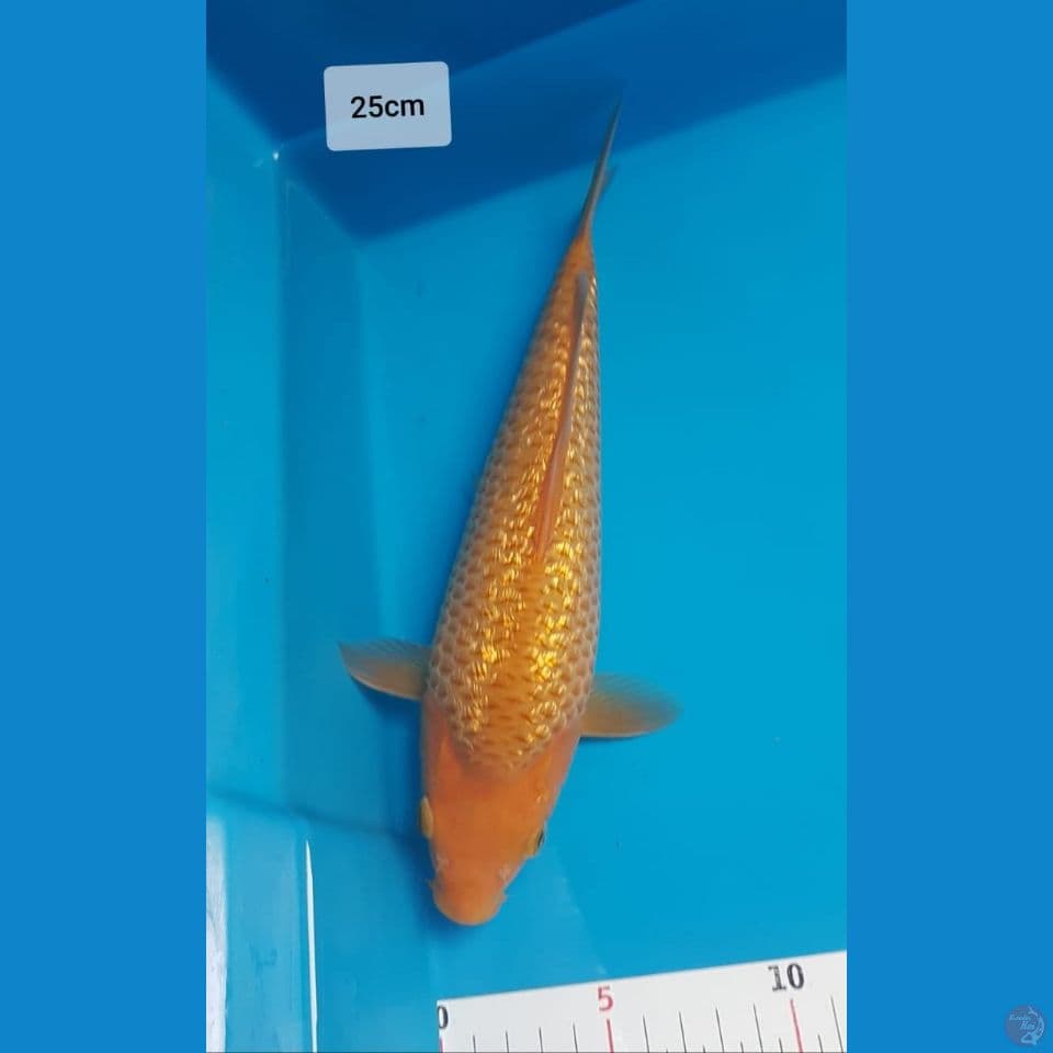 karashi corn