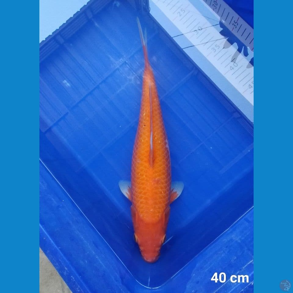 Karashi corn