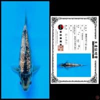 Shinoda Shiro gingrin full 26 cm 