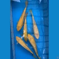 paket karasi 27-30 