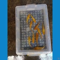 Paket 10ekor karamel fuull ginrin 14-15cm bahan show