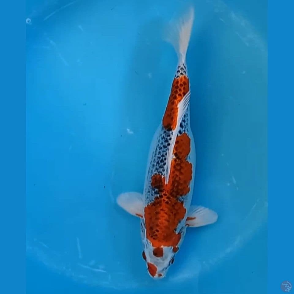 kujaku