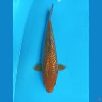 KARAMEL GINRIN kkf 30cm
