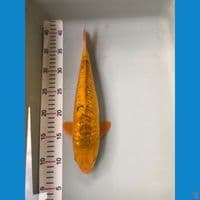 Aragoke karashi 34cm