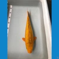 karashi G 35cm