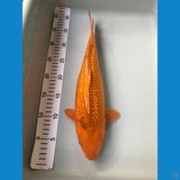 mango bulky 35cm