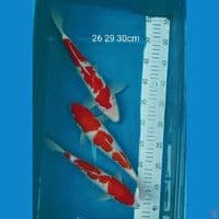 Kohaku  26,29,30cm