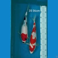 Kohaku dan showa 35 36cm