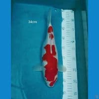Kohaku 34cm